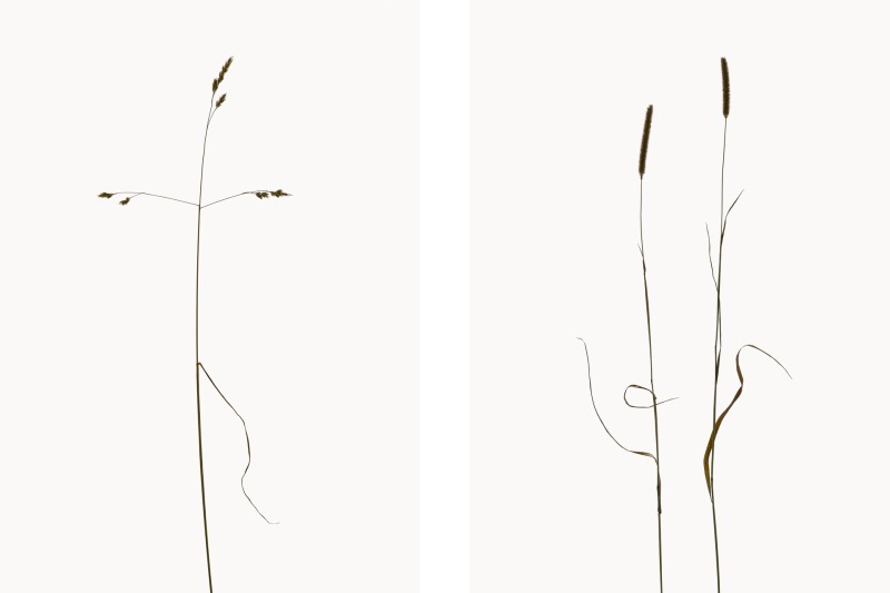 Knäuelgras (Dactylis glomerata), Wiesen-Lieschgras (Phleum pratense)