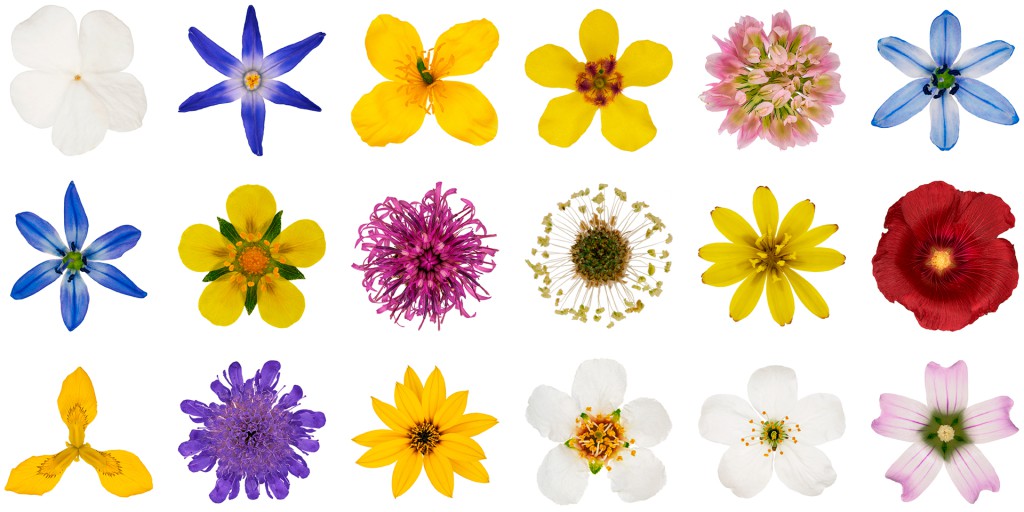 Schneeball, Schneeglanz, Schöllkraut, Sibirischer Blaustern, Skabiosen Flockenblume, Stockrose, Sumpf-Schwertlilie, Tauben-Skabiose, Topinambur, Wegmalve