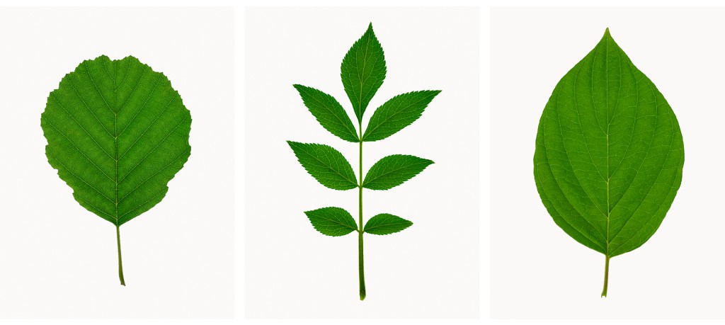 Holunder (Sambucus nigra), Hartriegel (Cornus sanguinea), Projekt 