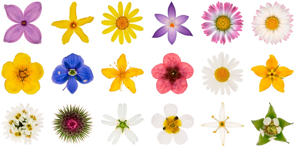 Flieder, Forsythie, Frühlings-Greiskraut, Frühlings-Krokus, Gänseblümchen, Johanniskraut, Lungenkraut, Gilbweiderich, Graukresse, Sternmiere