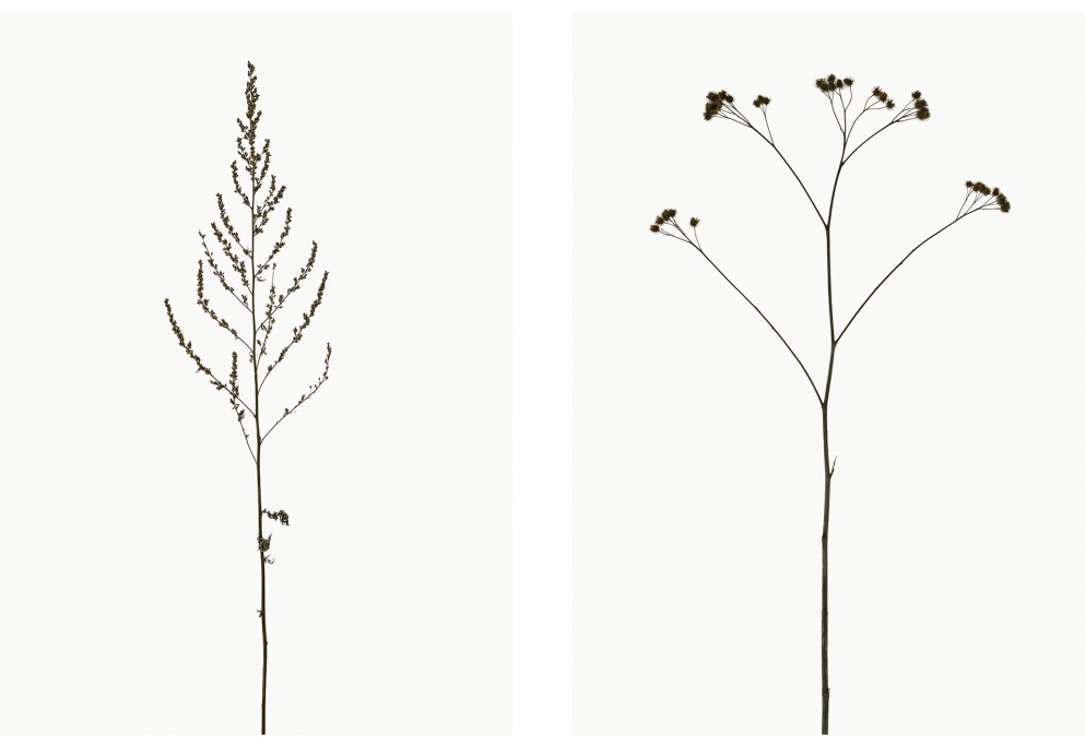 Beifuß (Artemisia vulgaris), Große Klette (Arctium lappa), Projekt 