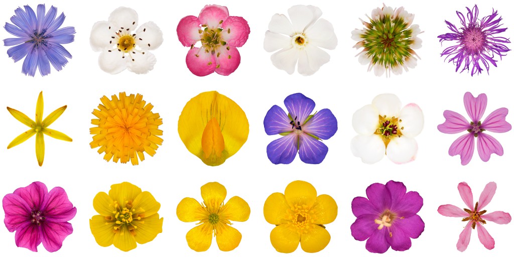 Wegwarte, Weißdorn, Lichtnelke, Wiesen Bocksbarth, Flockenblume, Wiesen-Pippau, Wild-birne, Hahnenfuß, Zwergmandel