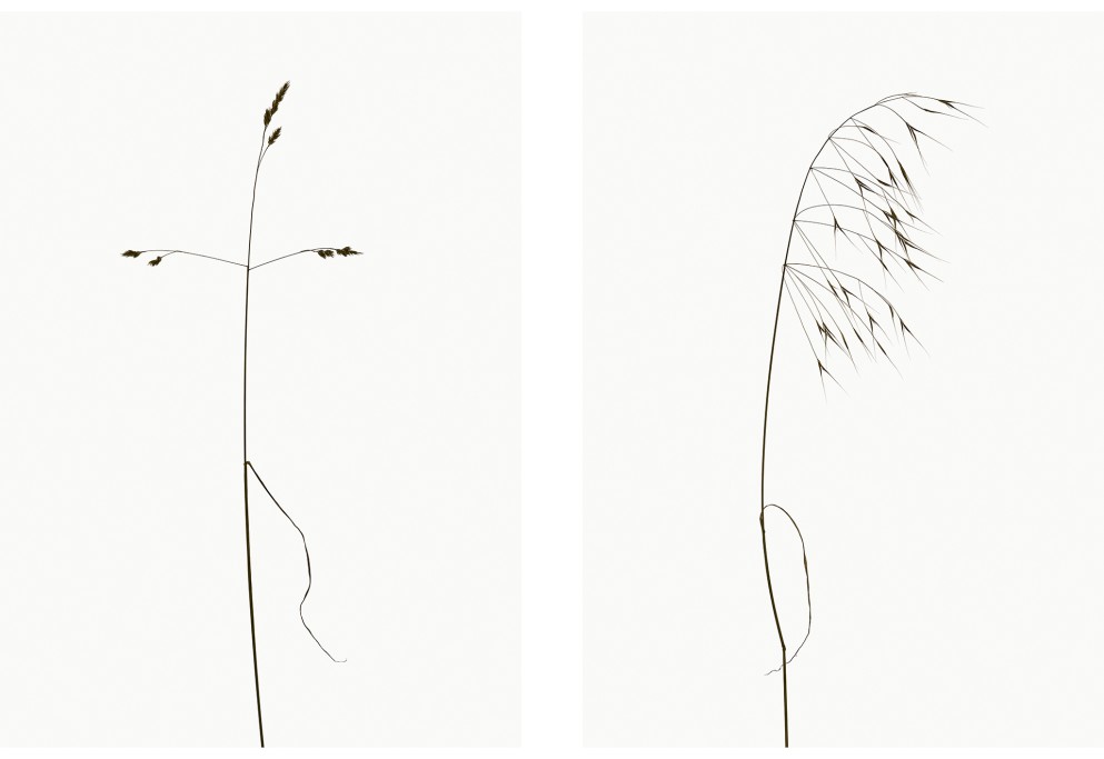 Knäuelgras (Dactylis glomerata), Dach-Trespe (Bromus tectorum), Projekt 