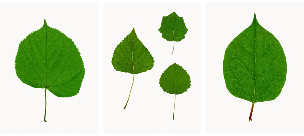 Winterlinde (Tilia cordata), Japanischer Staudenknöterich (Fallopia japonica), Projekt 