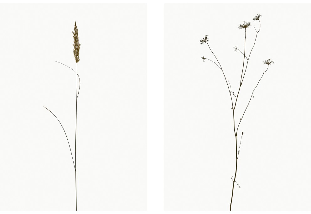 Land-Reitgras (Calamagrostis epigejos), Wilde Möhre (Daucus carota subsp.), Projekt 