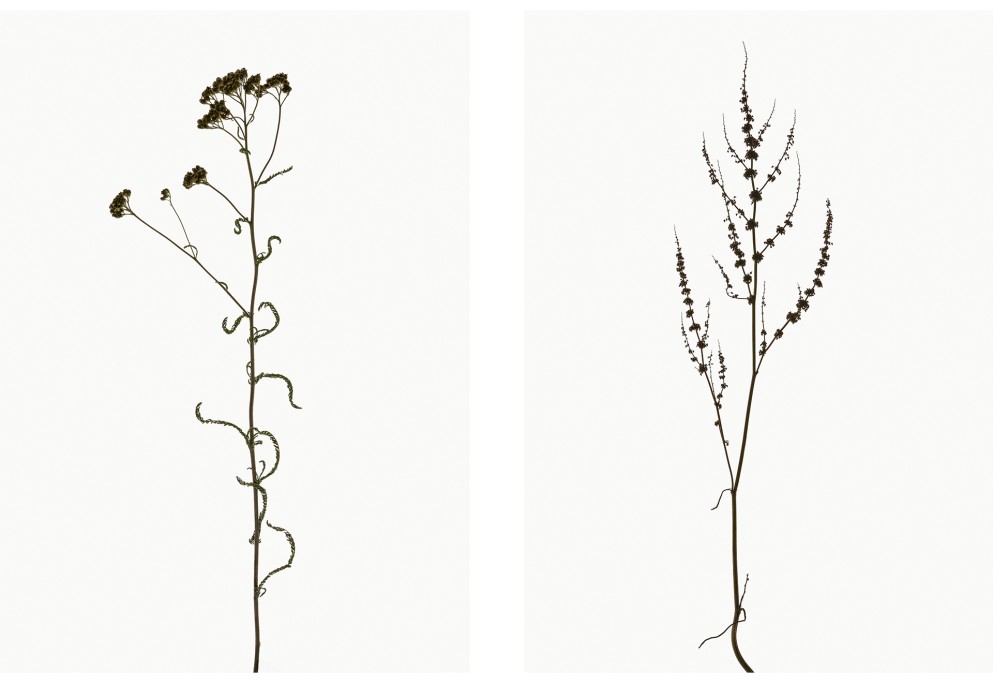 Schafgarbe (Achillea millefolium), Krauser Ampfer (Rumex crispus), Projekt 