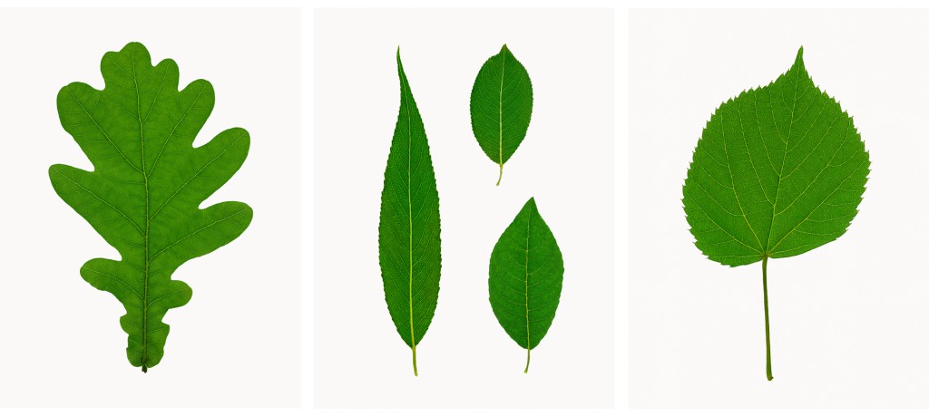 Stieleiche (Quercus robur), Lorbeerweide (Salix pentandra), Salweide (Salix caprea), Silberweide (Salix alba), Sommerlinde (Tilia platyphyllos), Projekt 