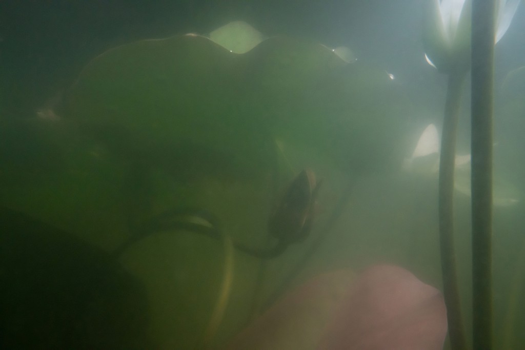 Unter Wasser, Hans-Christian Schink