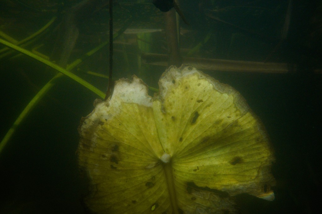 Unter Wasser von Hans-Christian Schink