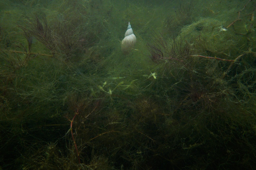 Unter Wasser von Hans-Christian Schink