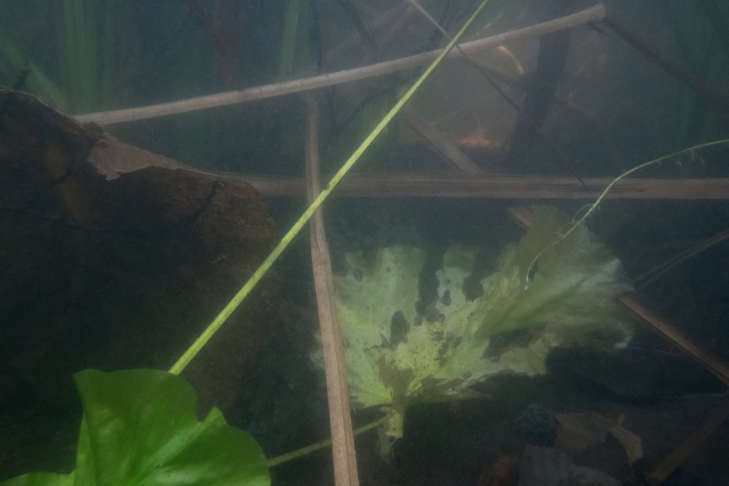 Unter Wasser von Hans-Christian Schink