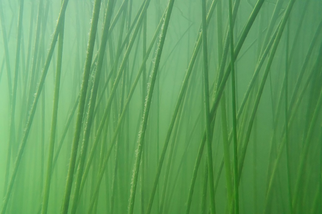 Unter Wasser #12, Projekt 