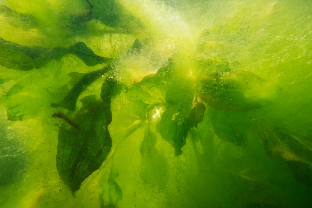 Unter Wasser #18, Hans-Christian Schink, Motiv der limitierten Sonder-Edition für das Von der Heydt-Museum